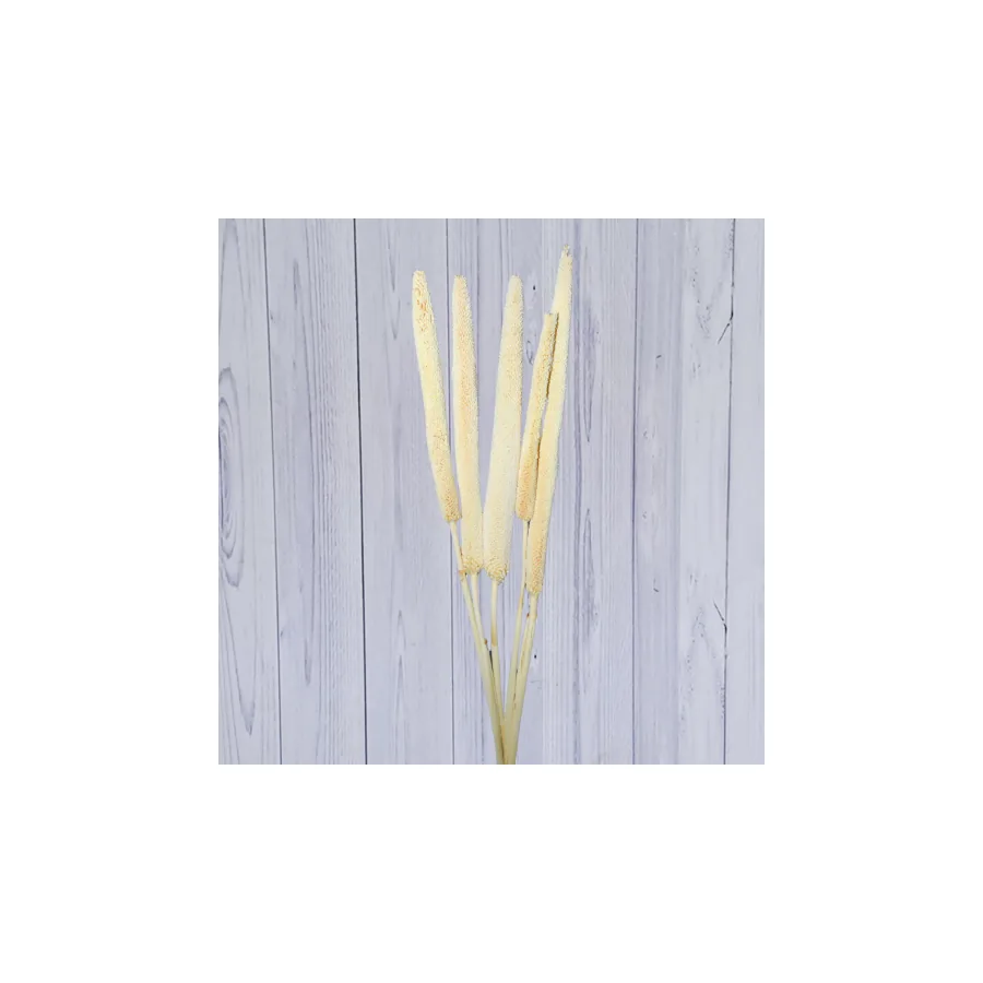 Babala – per bunch